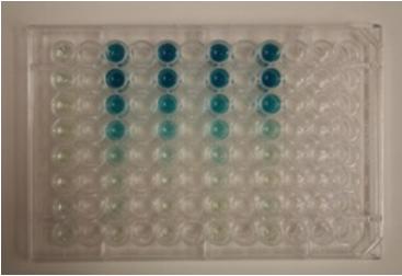 SOS Gene Response